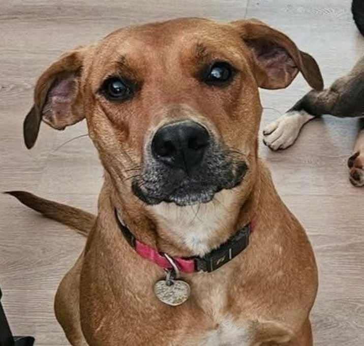 Photo of Willow