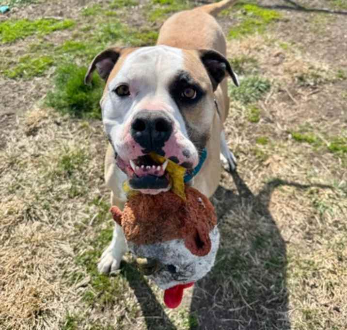 Photo of Eggnog--SPONSORED ADOPTION FEE