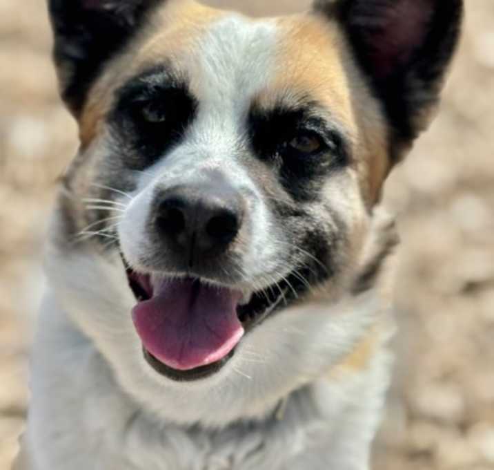 Photo of Lucchese