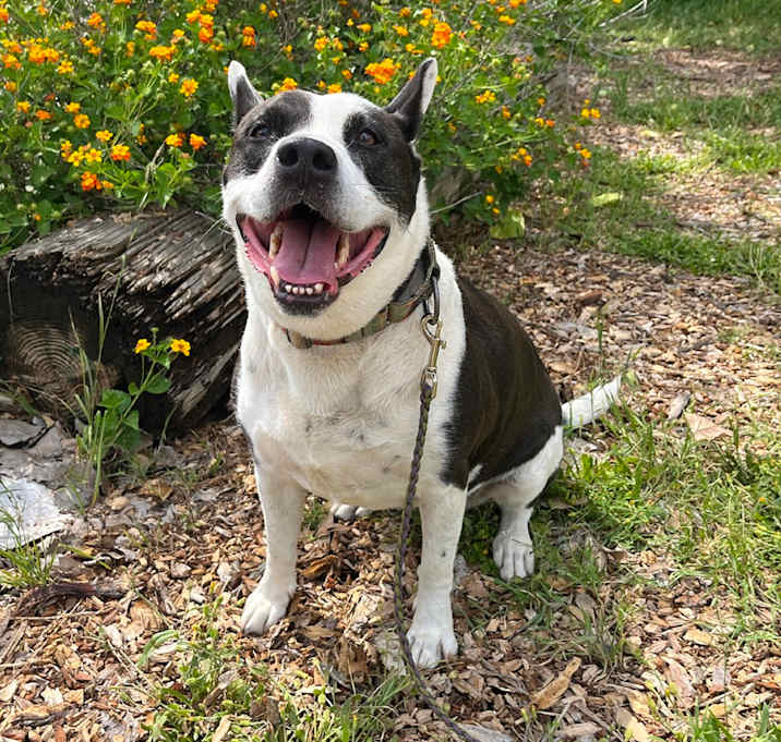 Photo of Bluebelle