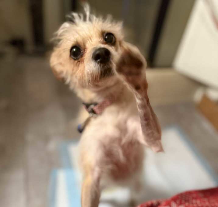 Photo of Bella