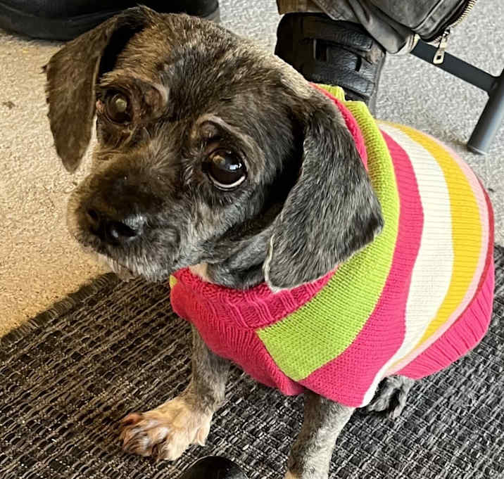 Photo of Roxy