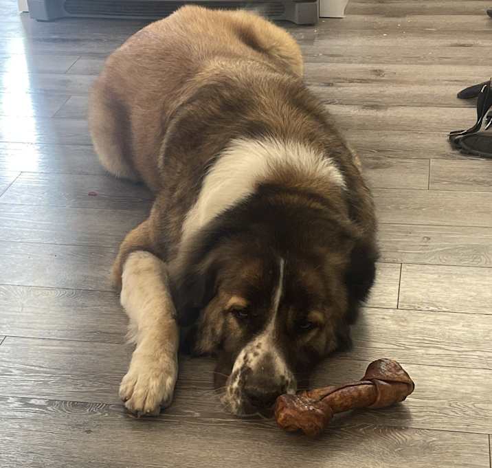 Photo of Bear