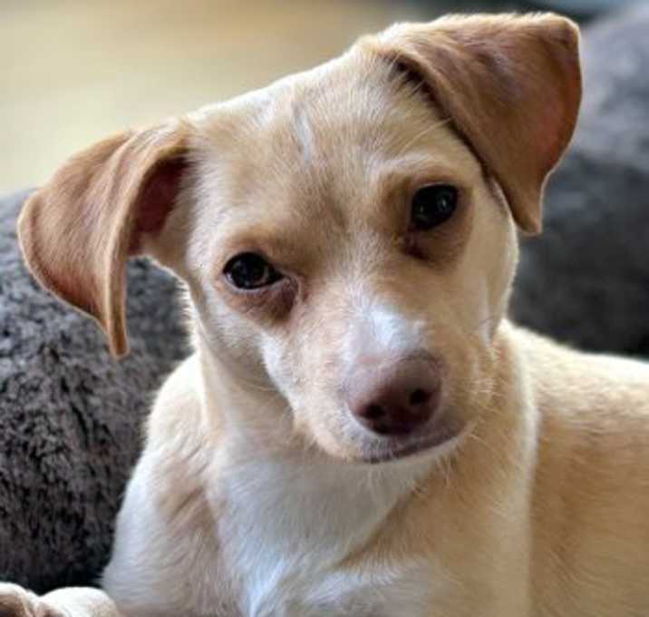 Photo of Chi Chi