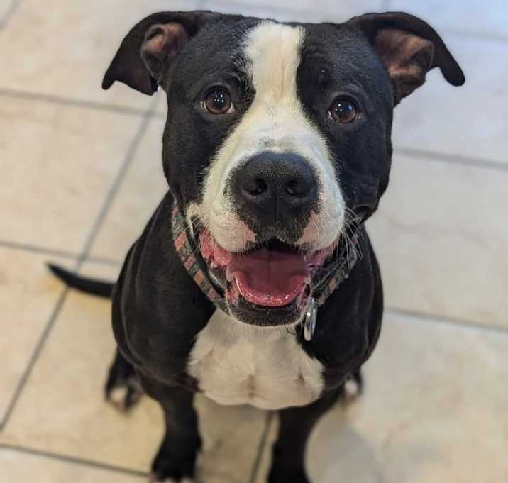 Photo of Gunner