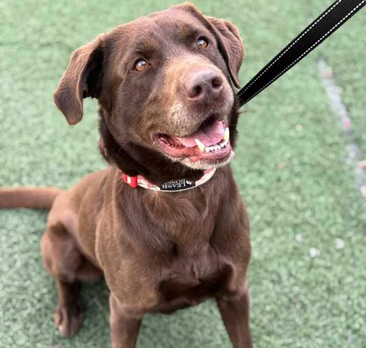 Photo of Bosco