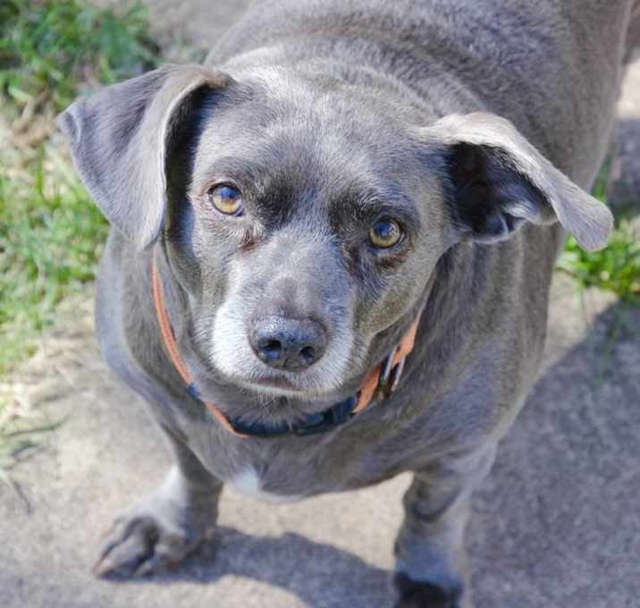 Photo of Cookie