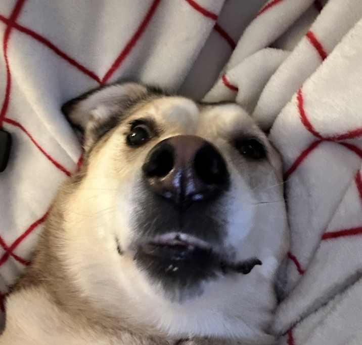Photo of Willow