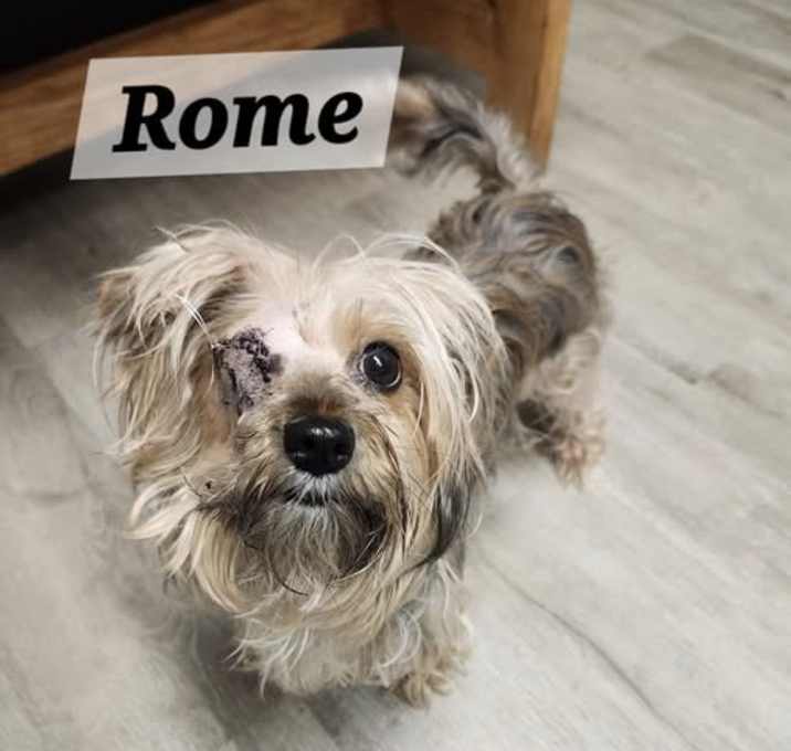 Photo of Rome