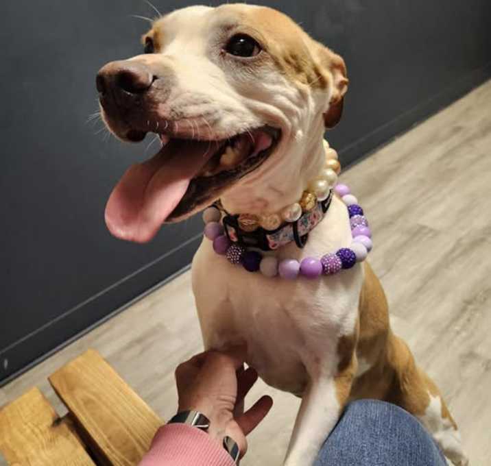 Photo of Fuchsia