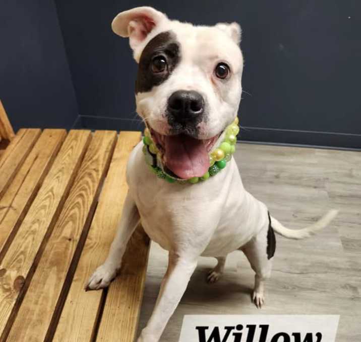 Photo of Willow