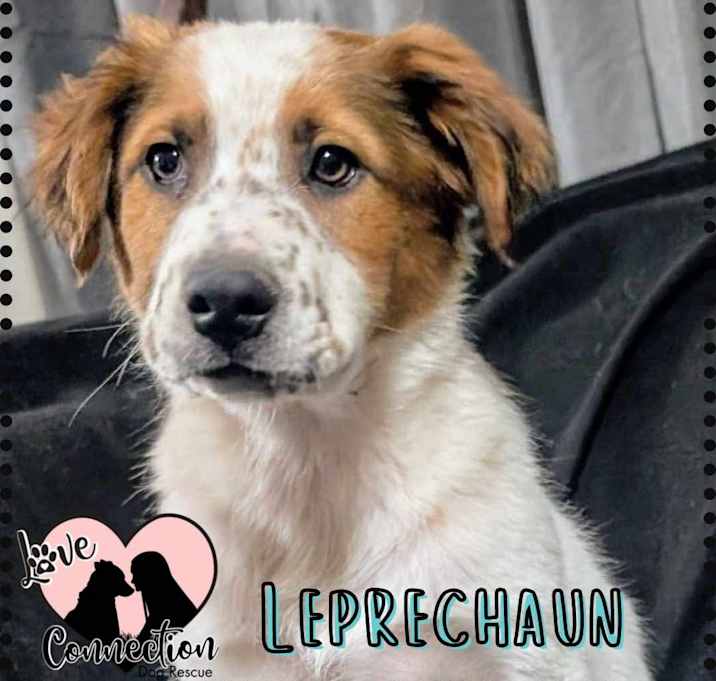 Photo of Leprechaun