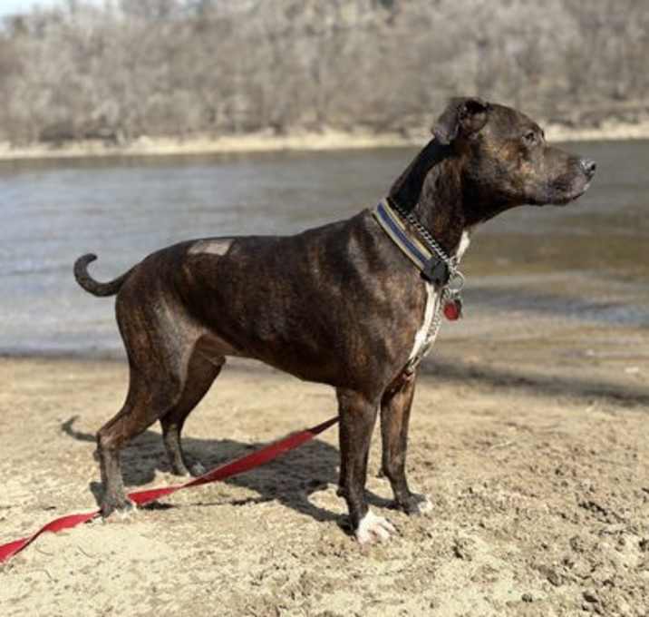 Photo of Zeus D6027
