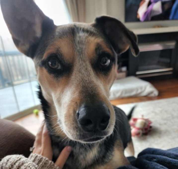Photo of Beau