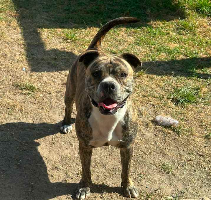 Photo of Good Boi