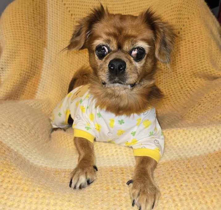 Photo of Archie