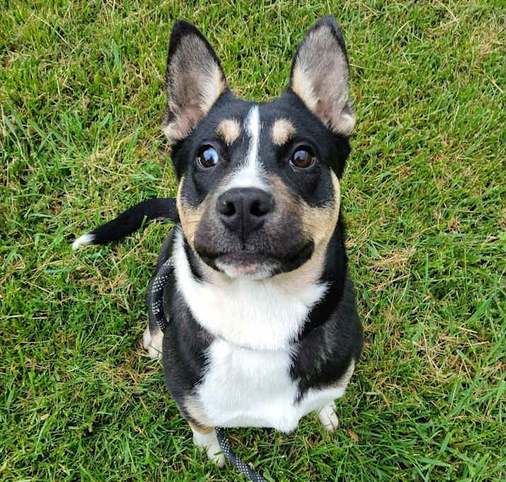 Photo of Bongo