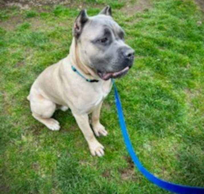 Photo of Rocco