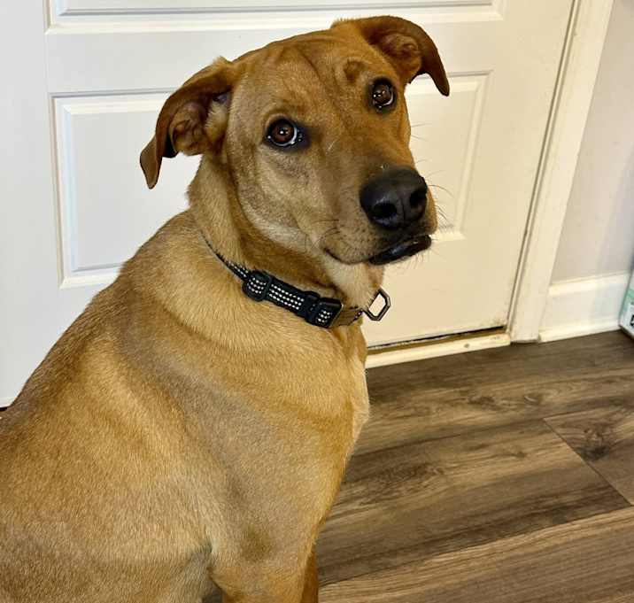 Photo of Colt