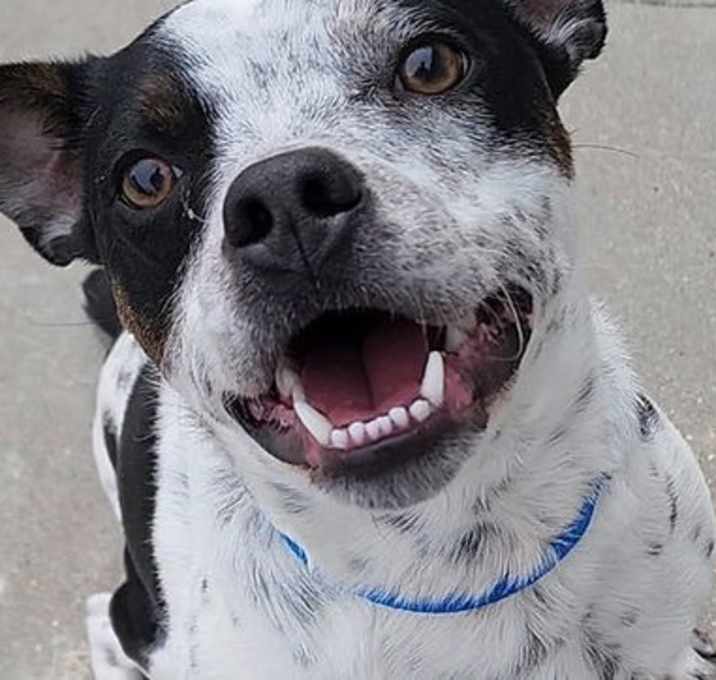 Photo of Chance