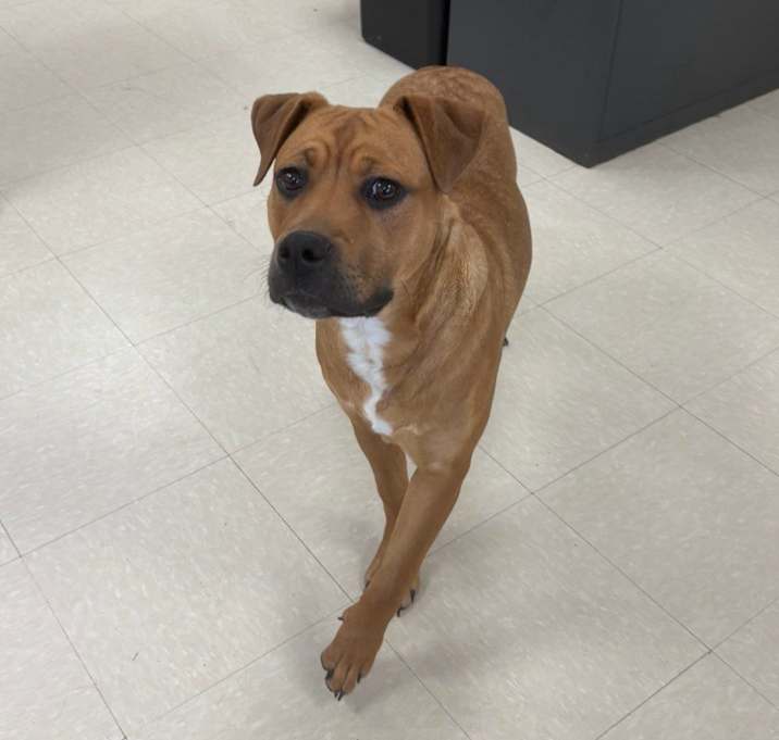 Photo of Tulip