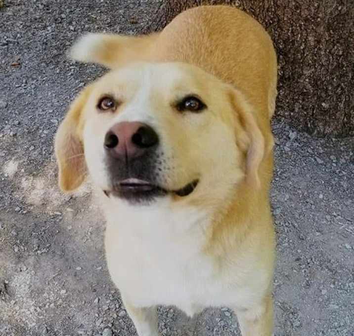 Photo of Bear
