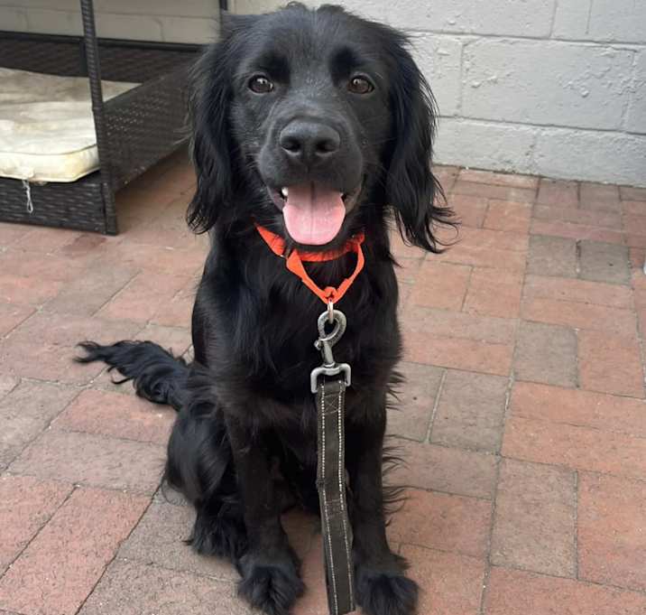 Photo of Louie