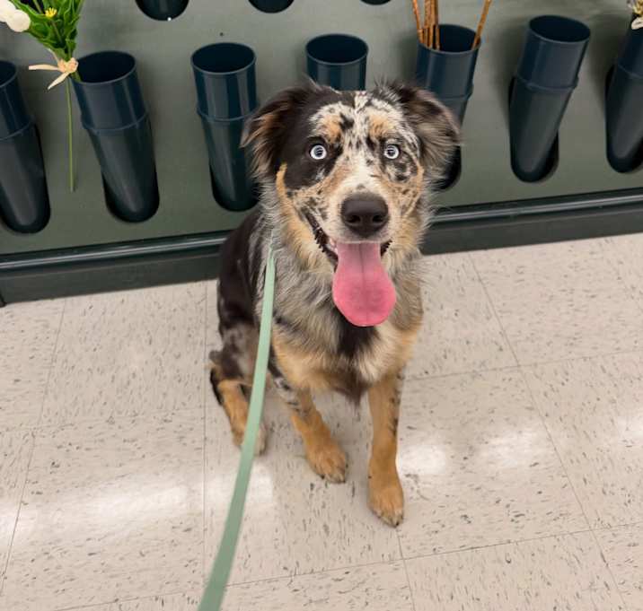 Photo of Skye