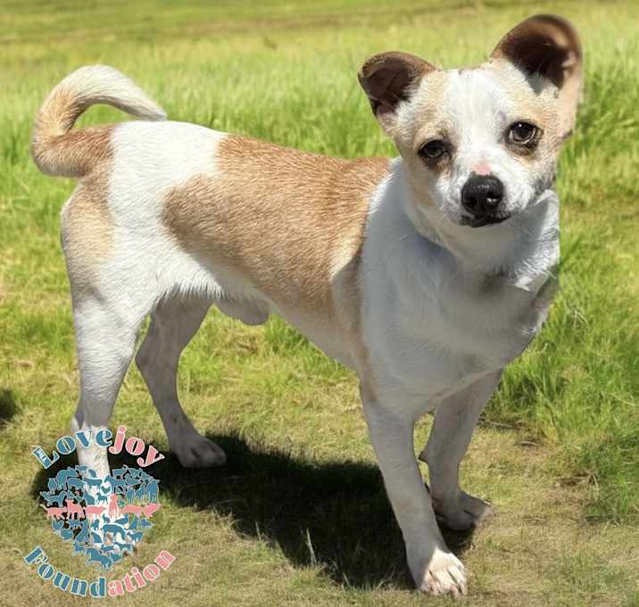 Photo of Manchas COH