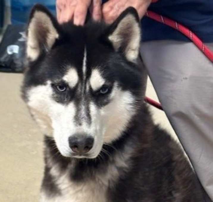 Photo of bandit