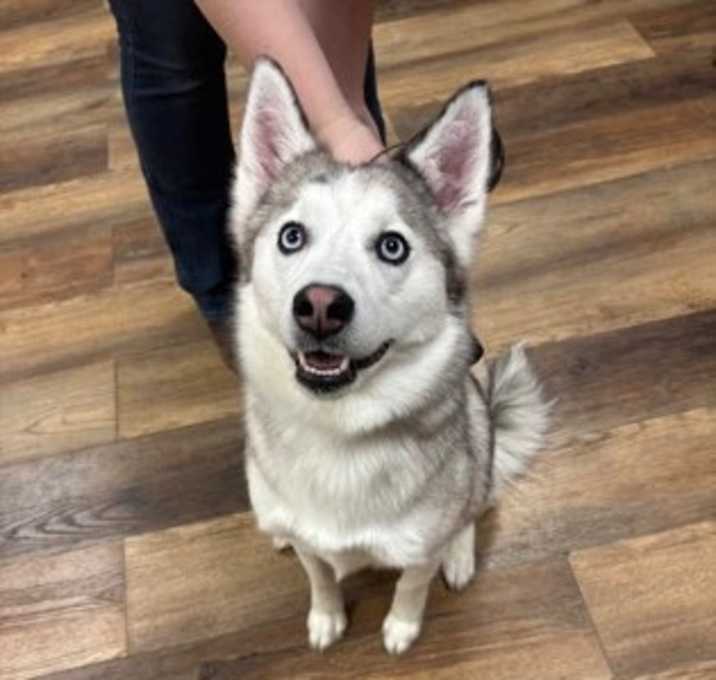 Photo of Shelby