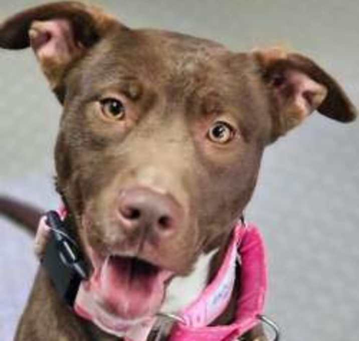 Photo of Hershey