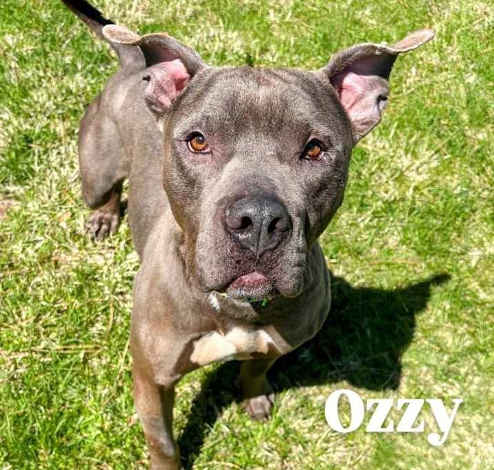 Photo of Ozzy