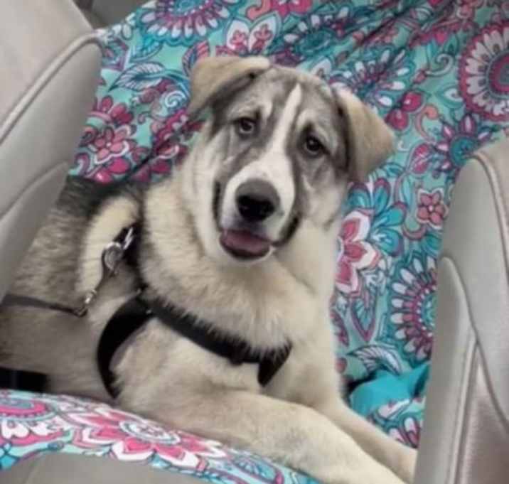 Photo of Ace URGENT