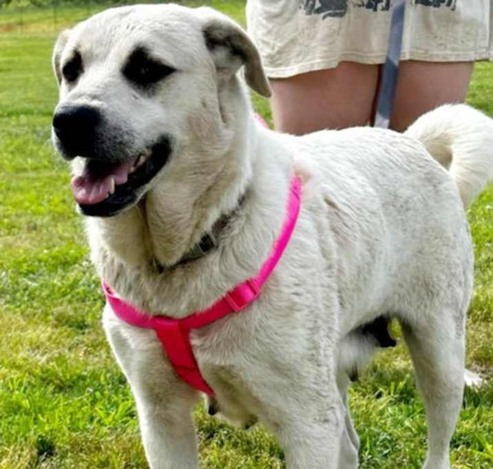 Photo of Allie URGENT