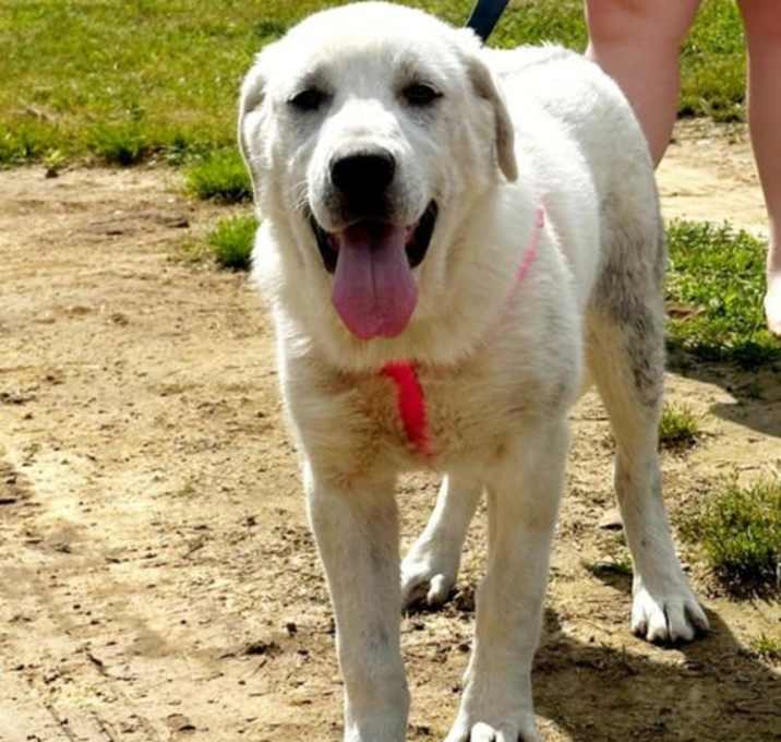 Photo of Abby URGENT