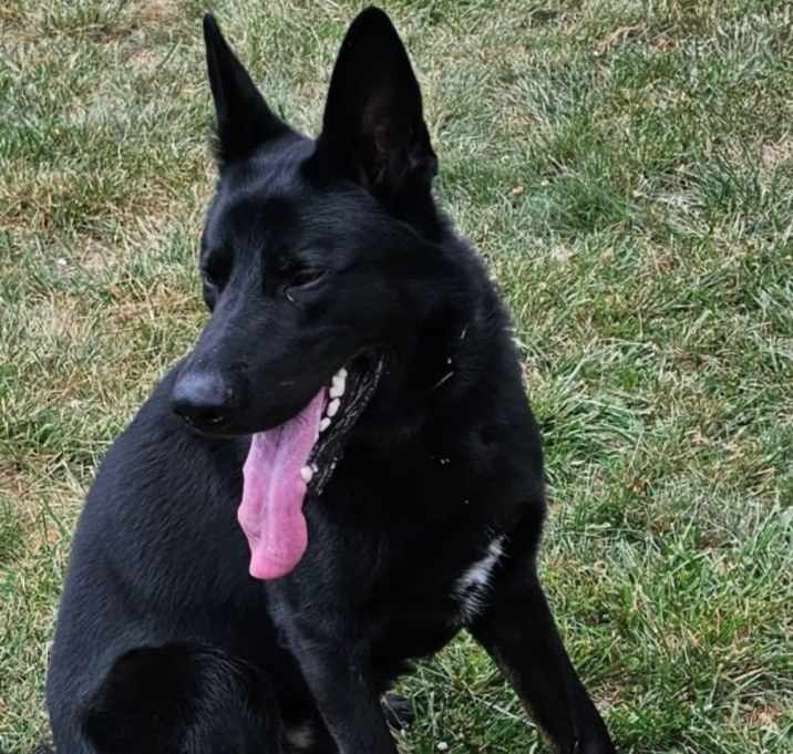 Photo of Shadow