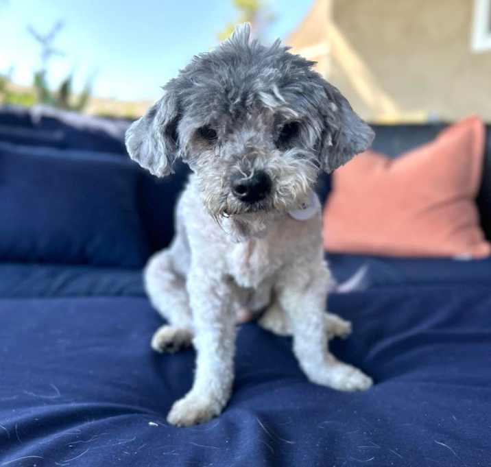 Photo of Bloom