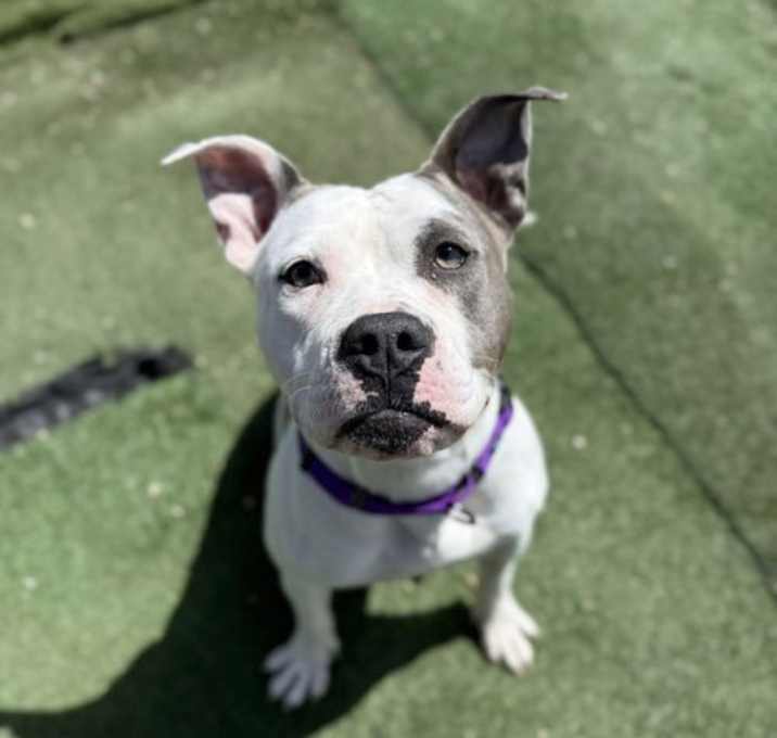 Photo of Lilac
