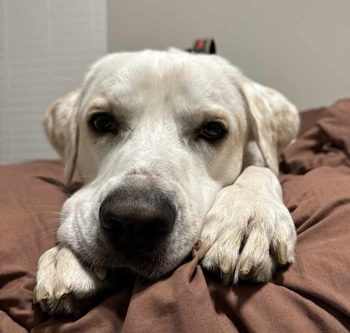 Photo of Simba