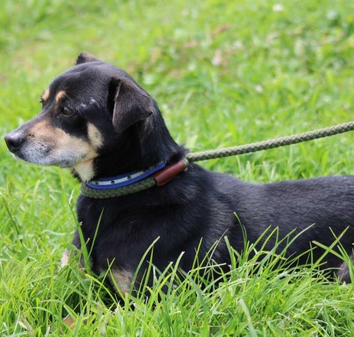 Photo of Vada - Adoptable Awaiting S/N