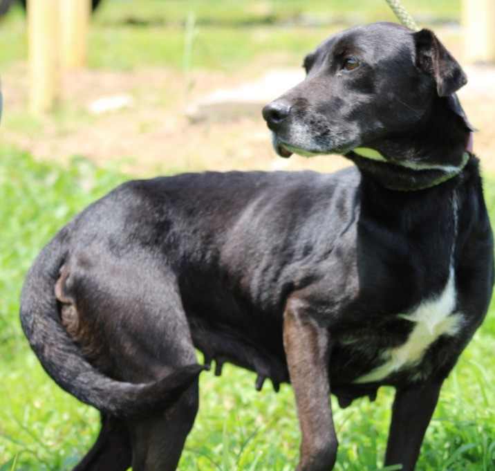 Photo of Tatiana - Adoptable Awaiting S/N