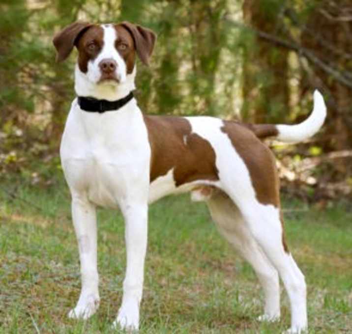 Photo of Scout