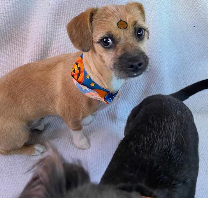Photo of Rony (Bonded Pair)