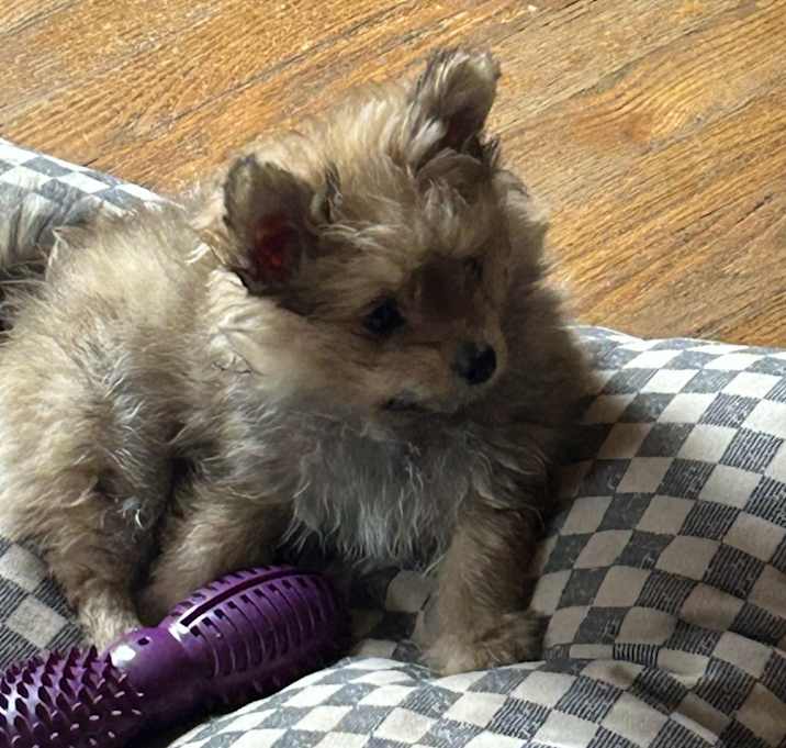 Photo of Brody