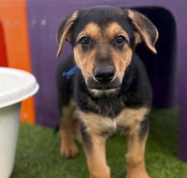 Photo of Everest IN FOSTER
