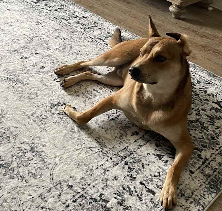 Photo of Biscuit