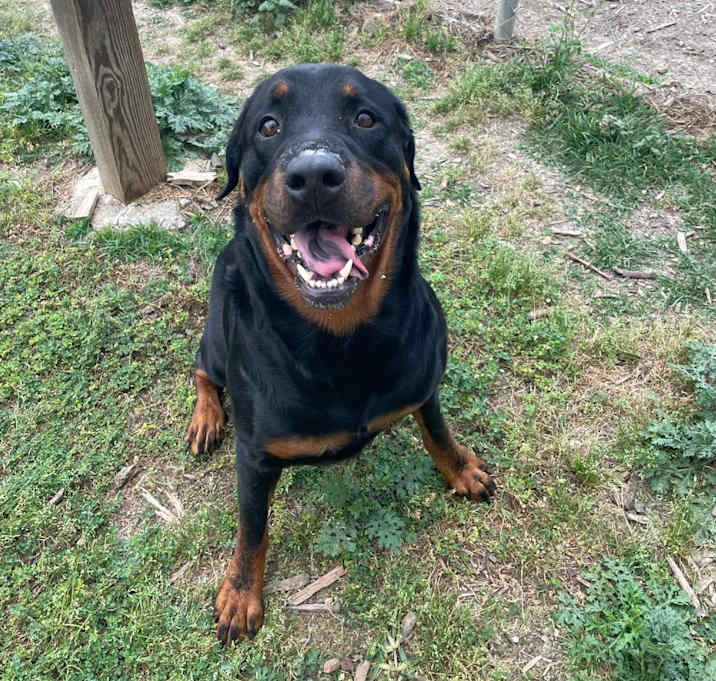 Photo of Goliath