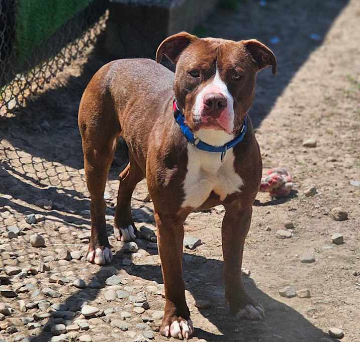 Photo of Whistle