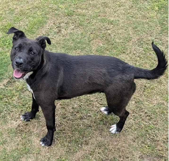 Photo of SYN ★ Available NOW - ADOPTION or RESCUE!